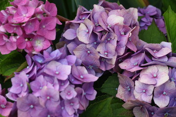 Bunte Hortensie - Hydrangea Blüte im Staudenbeet als Makro Aufnahme