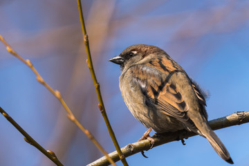 A Sparrow Perched on a Branch on a Sunny Winter Day