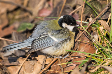A Great Tit Quietly Resting in the Grass after a Good Lunch Meal