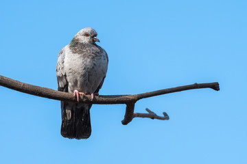 A Grey Pigeon Enjoying the Winter Sun while Perched on a Leafless Branch
