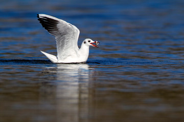 The black-headed gull with the prey in the beak
