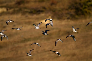 The Eurasian curlew or common curlew (Numenius arquata) in Plemici Bay, Adriatic Sea, Croatia