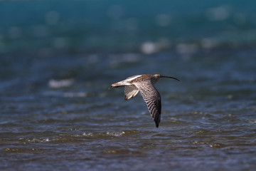 The Eurasian curlew or common curlew (Numenius arquata) in Plemici Bay, Adriatic Sea, Croatia