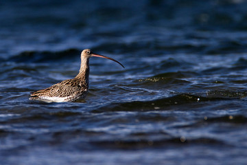 The Eurasian curlew or common curlew (Numenius arquata) in Plemici Bay, Adriatic Sea, Croatia