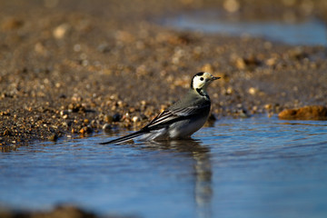 White wagtail (Motacilla alba) taking a bath in Adriatic Sea seach