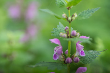 frische taubnessel kraut detail
