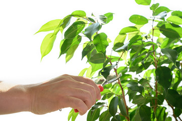 The hand of a man cutting a twig using a pruning shearer