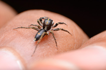 Dorsal of Spine head jumping spider, Cyrba ocellata, habitat in subtropical areas of India