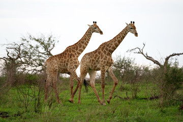 Naklejka na ściany i meble Two Giraffe Roaming in the wild and free 