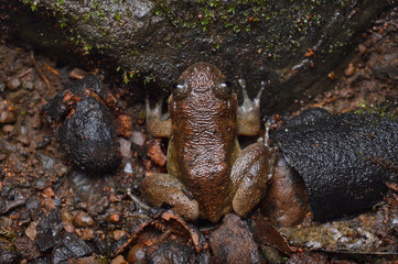 Dorsal of wrinkled frog, Nyctibatrachus petraeus, endemic to western ghats of India