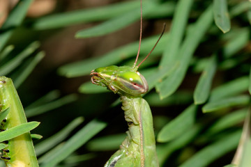 The European mantis (praying mantis) portrait