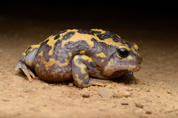 Lateral of Marbled baloon frog, Uperodon systoma, Southern and Eastern India