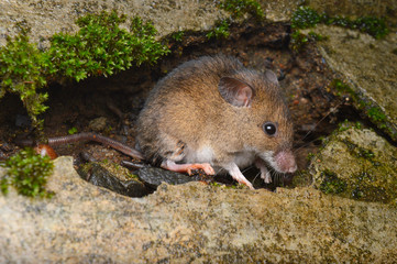 Little Indian field mouse, full body view of Mus booduga, Western ghats of India