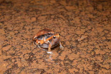 Mating pair of Mycrohyla ornata, Amboli, Maharashtra, India