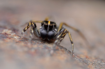Portrait of Spine head jumping spider, Cyrba ocellata with habitat subtropical areas of India