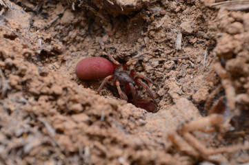 Red ground dwelling spider, Stenochilidae, Satara, Maharashtra, India