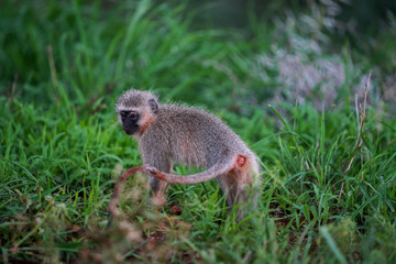 Baby monkey playing in zimanga south africa