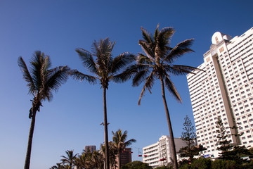 Fototapeta na wymiar Palm Trees and Hotels Against Blue Skyline