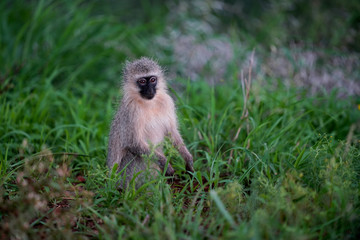 Baby monkey playing in zimanga south africa