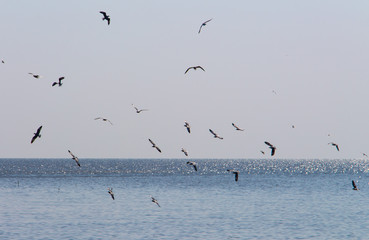Many birds flying above the sea