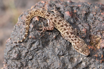Basking behaviour of gecko, Dorsal view, Hemidectylus.satarensis, Satara Brokii, Endemic species of chalkewadi, Satara, Maharashtra