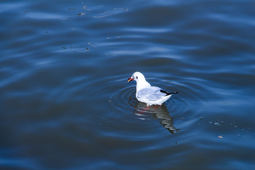 seagull bird floating in the sea