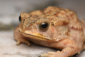 Golden eyes of Duttaphrynus melanostrictus, Indian.common toad, Distribution , All over india
