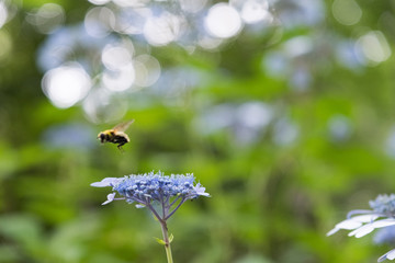 紫の花とミツバチ