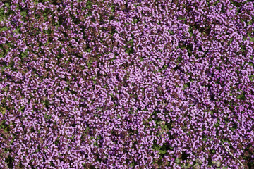 Fototapeta premium thyme flowers texture
