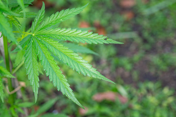 Close-up of cannabis leaf growing from the soil. Hemp green leaves for medical. Space for text. Farm marijuana plantation concept