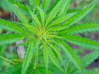Close-up of cannabis plant growing from the soil. Hemp green leaves for medical. Space for text. Farm marijuana plantation concept