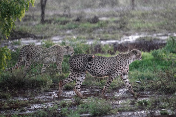 2 cheetahs walking in the bush looking for shelter while it is raining