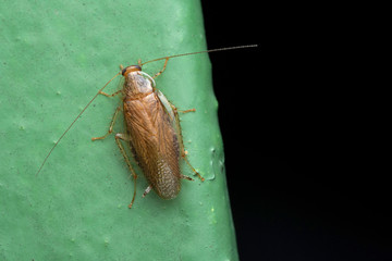 German cockroach, Blattella germanica, Family Ectobidae