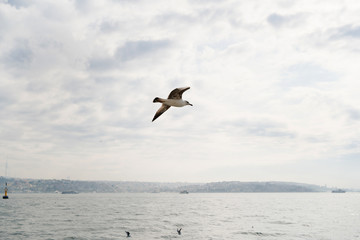 Fototapeta na wymiar Seagull flight over the sea