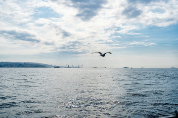 Seagull flight over the sea