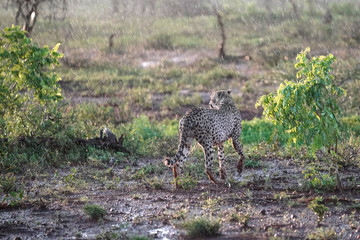 Wild Cheetah walking in Zimanga Nature reserve while it is raining looking over its shoulder into the sunshine