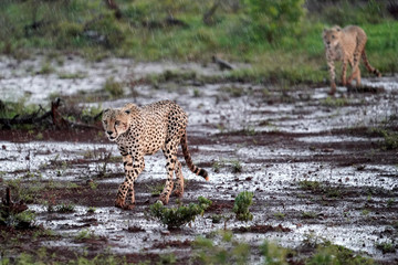 Wild Cheetah walking in Zimanga Nature reserve while it is raining looking for shelter 