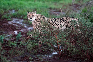 Wild Cheetah walking in Zimanga Nature reserve while it is raining looking for shelter 