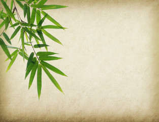 bamboo on old paper background