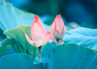 lotus flower blooming in summer pond with green leaves as background