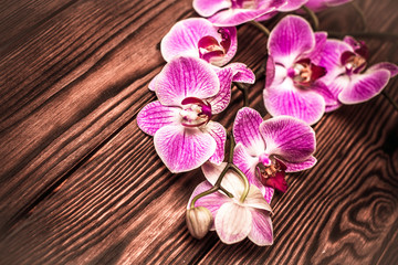 A branch of purple orchids on a brown wooden background