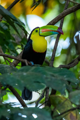 Ramphastos sulfuratus, Keel-billed toucan The bird is perched on the branch in nice wildlife natural environment of Costa Rica