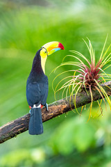 Ramphastos sulfuratus, Keel-billed toucan The bird is perched on the branch in nice wildlife natural environment of Costa Rica