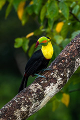 Ramphastos sulfuratus, Keel-billed toucan The bird is perched on the branch in nice wildlife natural environment of Costa Rica