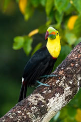 Ramphastos sulfuratus, Keel-billed toucan The bird is perched on the branch in nice wildlife natural environment of Costa Rica