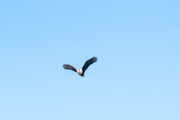 Obraz premium Fish Eagle in flight