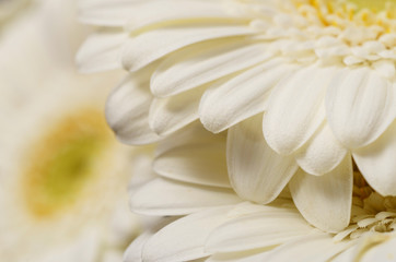 White flower aster, petals close up
