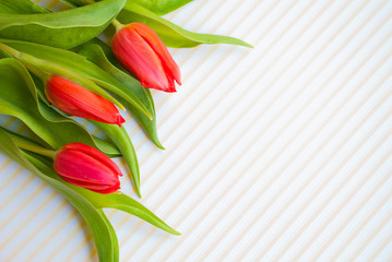 Obraz premium Background with red tulips. Spring flowers.