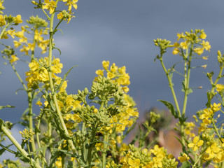 (Brassica rapa cymosa) Navet ou chou-tige Cima di rapa - Herbe aromatique avec saveur de brocoli,...