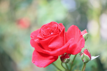 Beautiful red roses flower in the garden